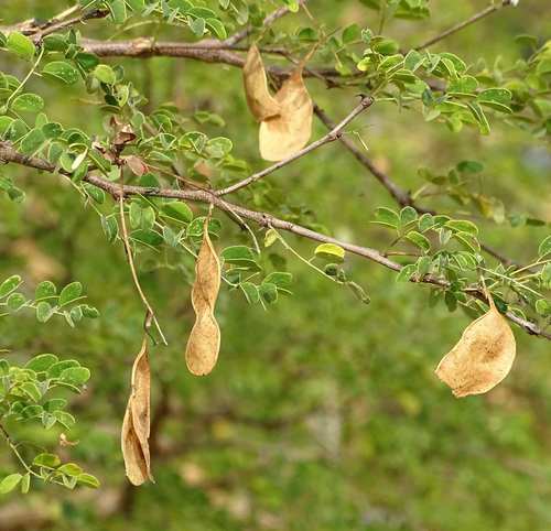 Acacia gourmaensis image