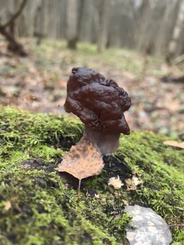 Наблюдение на iNaturalist