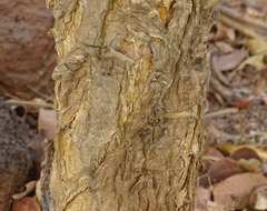 Acacia gourmaensis image