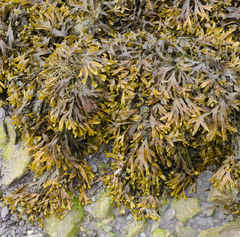 Fucus ceranoides