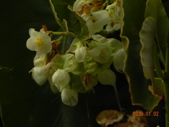 Begonia maculata