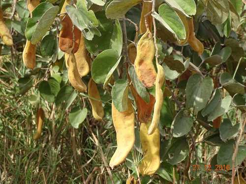 Piliostigma reticulatum image