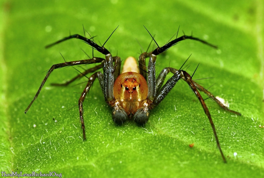 Hamadruas austera