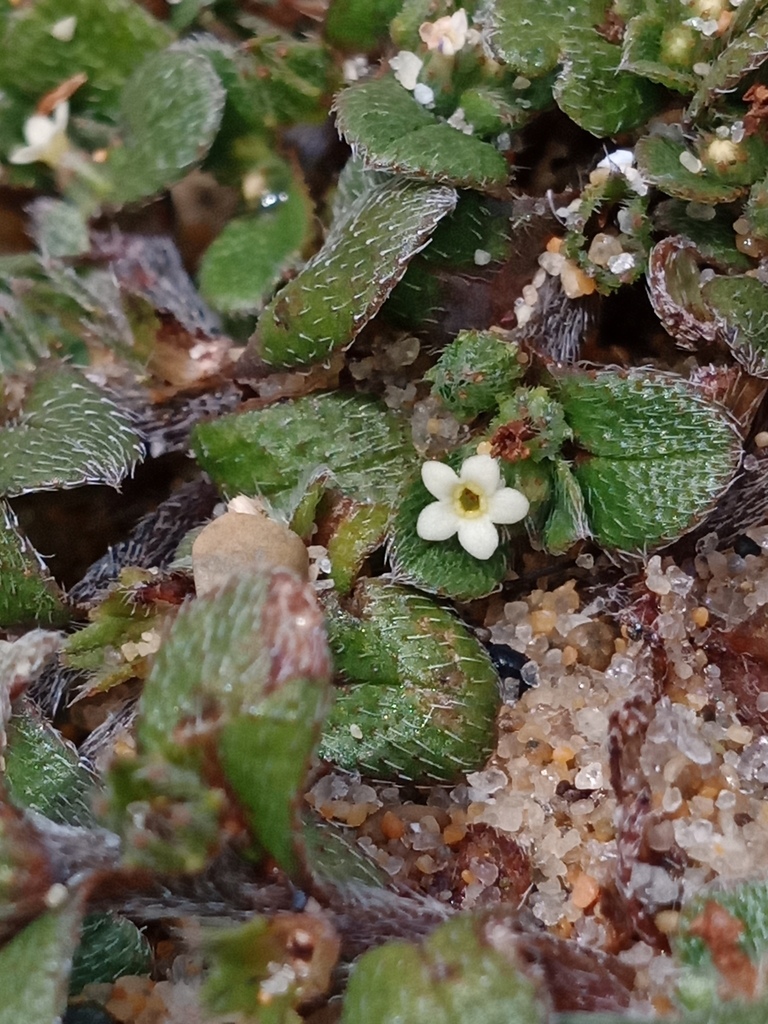 Myosotis antarctica