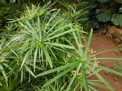 Cyperus alterniflorus image