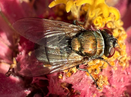 Unknown species found near Anderson Pl SE, Albuquerque, NM, US