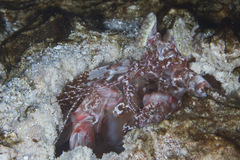 Lysiosquillina maculata