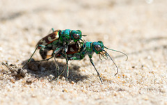 Cicindela coerulea nitida