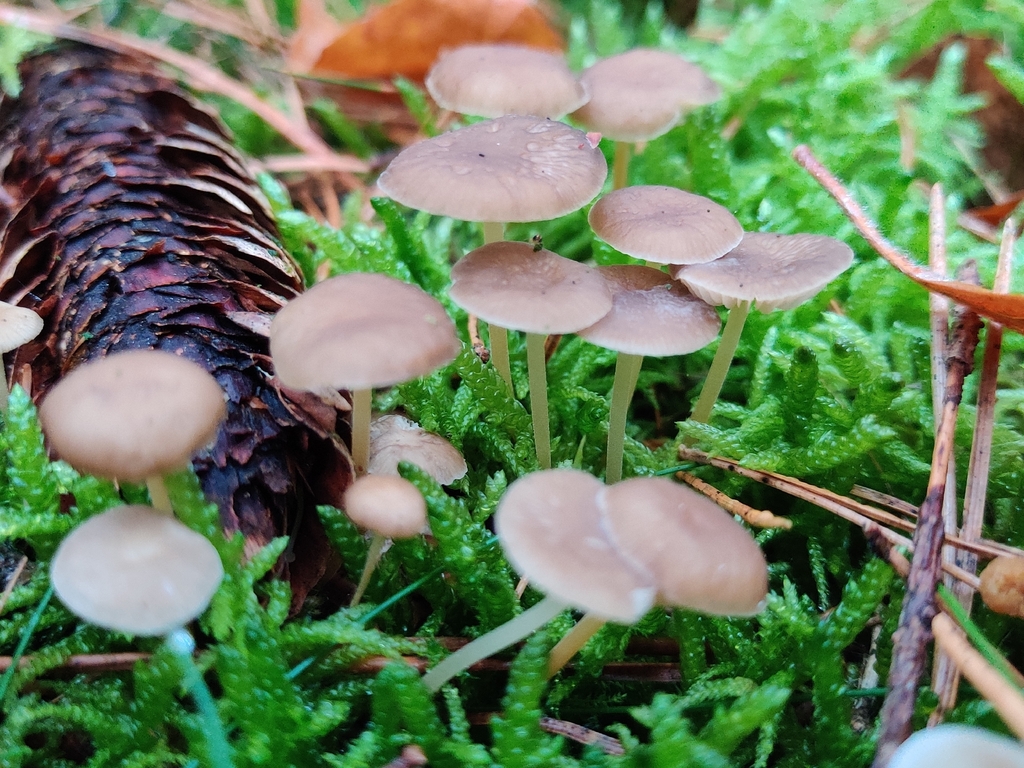 Strobilurus esculentus · November 2025 · photo: © n0xas (iNaturalist, cc-by)