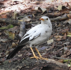 Great Thrush photo 6