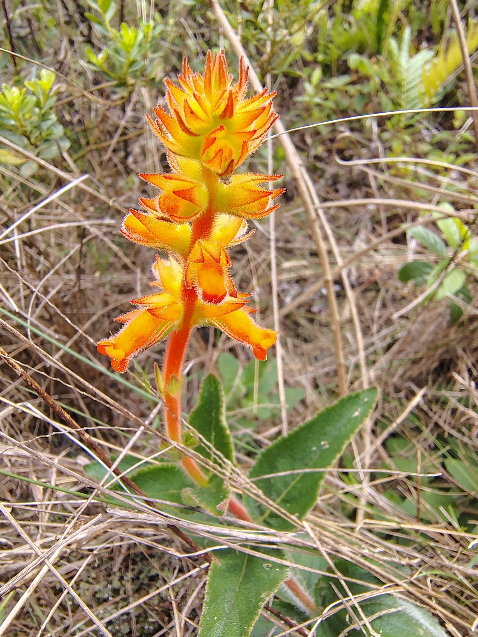Sinningia allagophylla