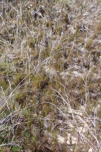 Beach Pegreed (Restio eleocharis)