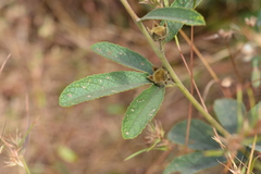 Decaschistia trilobata