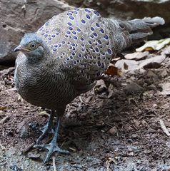 Polyplectron bicalcaratum