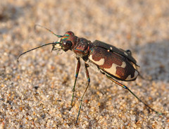 Cicindela restricta