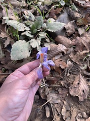 Crocus speciosus, photograph (c) Наталья Пикалова, some rights reserved (CC BY)