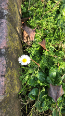 Bellis perennis