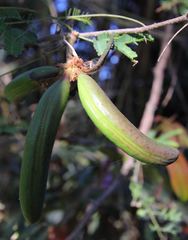 Vachellia farnesiana image