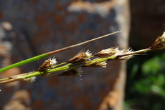Coleochloa setifera