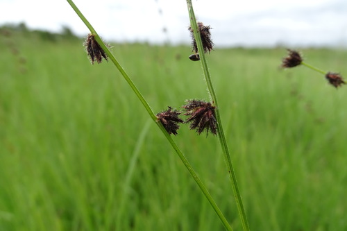 Scleria catophylla