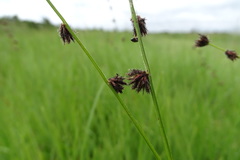 Scleria catophylla