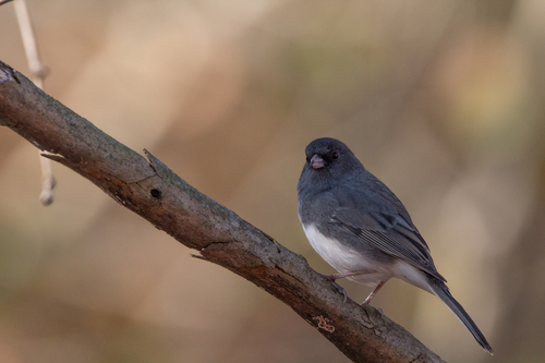Dark-eyed Junco photographed in Virginia