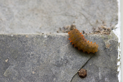 Eterusia aedea formosana