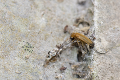 Abscondita