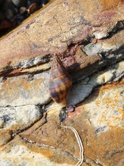 Buccinulum vittatum