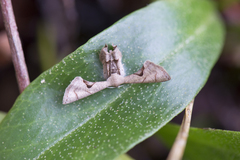 Phazaca kosemponicola