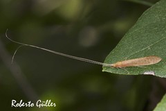 Nectopsyche muhni