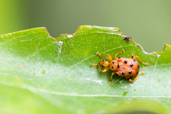 Agomadaranus