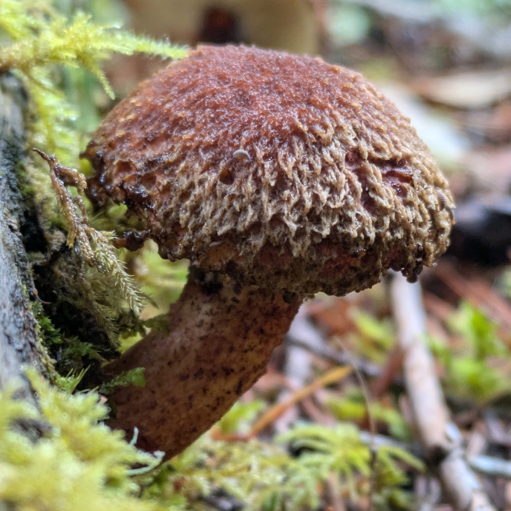 Suillus lakei · October 2025 · photo: © sorrelsprout (iNaturalist, cc-by)