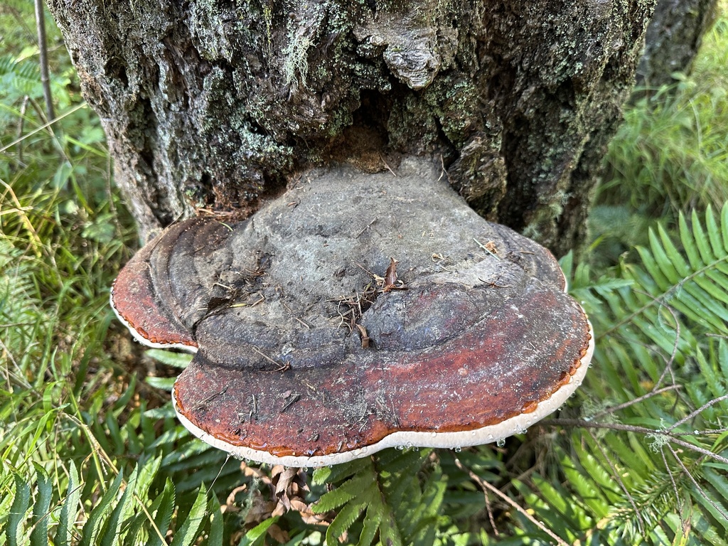 Fomitopsis mounceae · November 2025 · photo: © ocean_beach_goth (iNaturalist, cc-by)