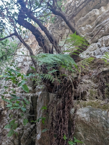 Dryopteris pallida, photograph 6