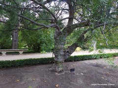 Schinus lentiscifolia