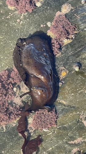 Aplysia depilans