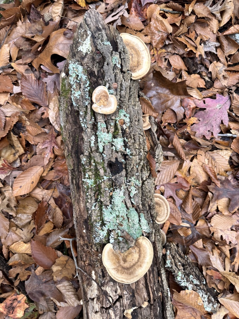 Trametes lactinea · November 2025 · photo: © jeffdc (iNaturalist, cc-by)