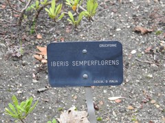 Iberis semperflorens