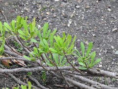 Iberis semperflorens