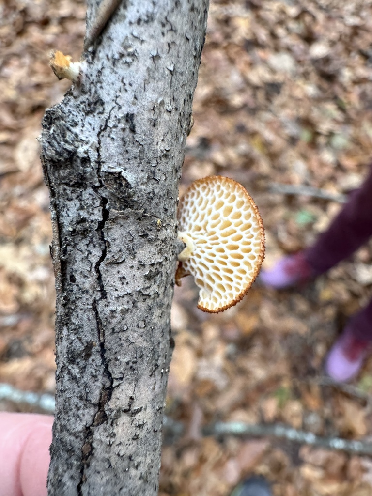 Neofavolus alveolaris · November 2025 · photo: © jeffdc (iNaturalist, cc-by)