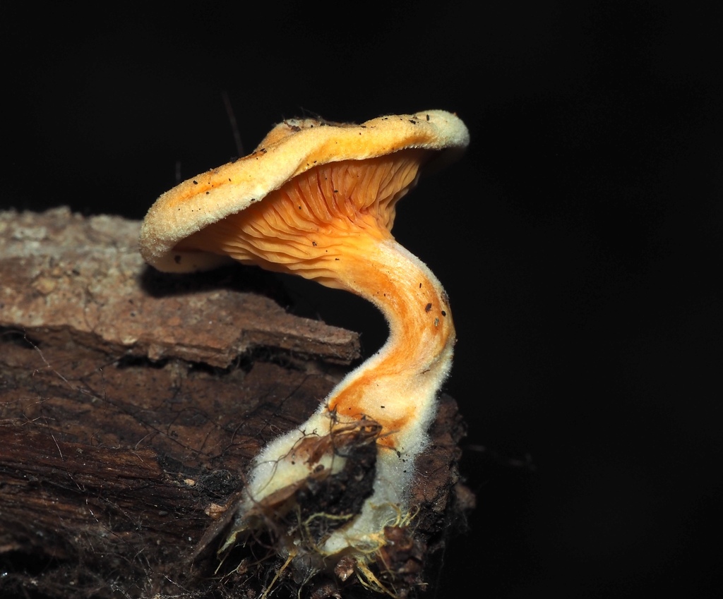 Hygrophoropsis aurantiaca