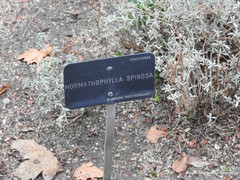 Hormathophylla spinosa