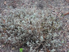 Hormathophylla spinosa