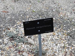 Alyssum serpyllifolium