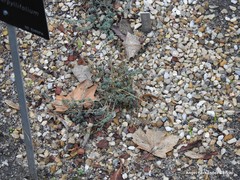 Alyssum serpyllifolium