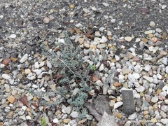 Alyssum serpyllifolium