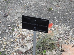 Hormathophylla spinosa