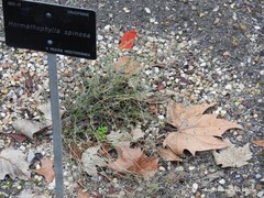 Hormathophylla spinosa