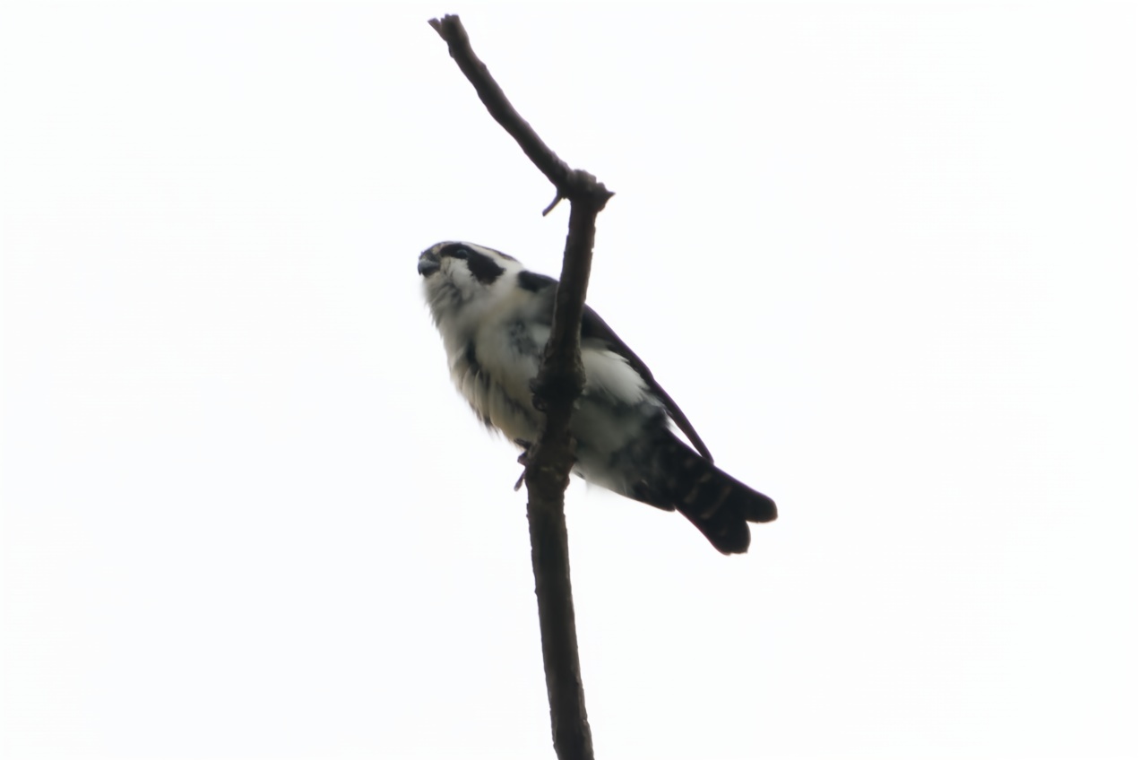 Pied Falconet
